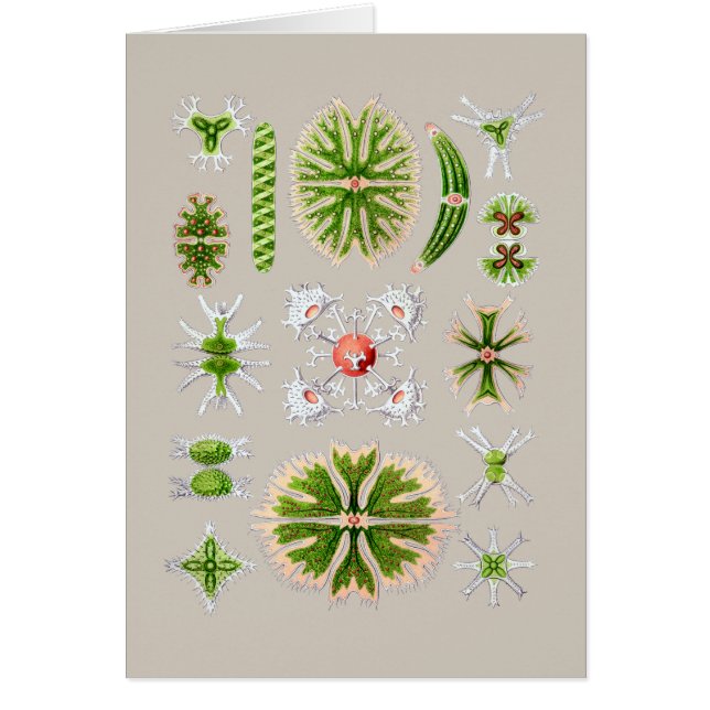 Cartão Algas (Frente)