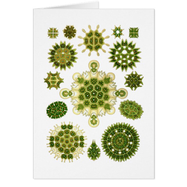 Cartão Algas verdes (Frente)