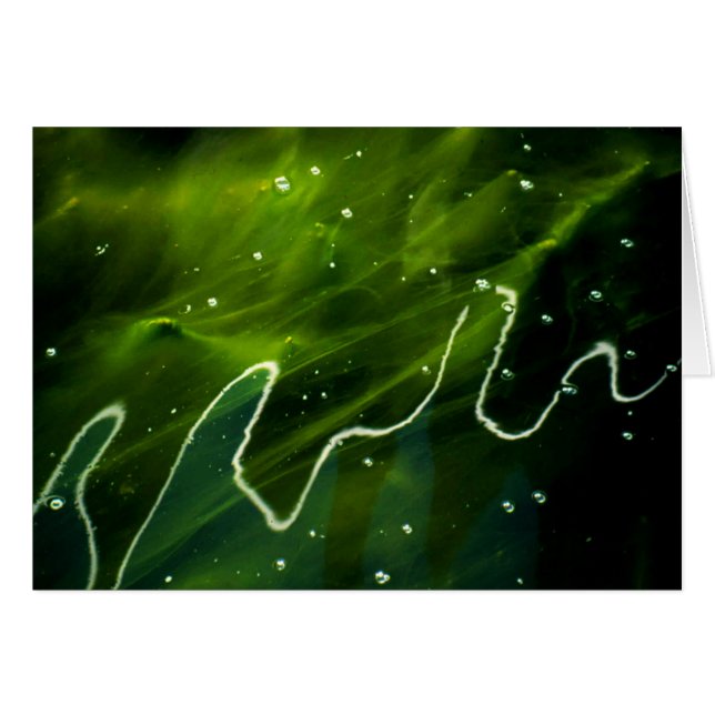 Cartão Algas verdes e gcnm de água (Frente Horizontal)