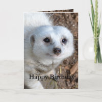 Algodão O Meerkat Branco, Aniversário