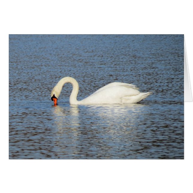 Cartão Alimentação branca da cisne (Frente Horizontal)