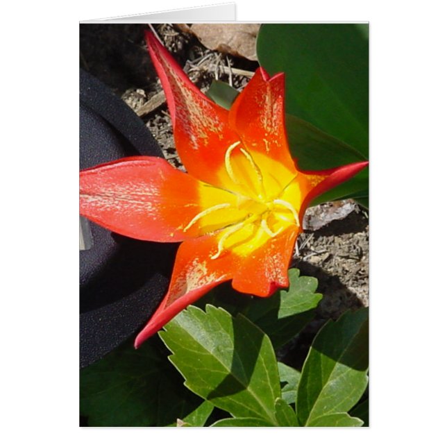 Cartão Alimentação do ventilador (Frente)