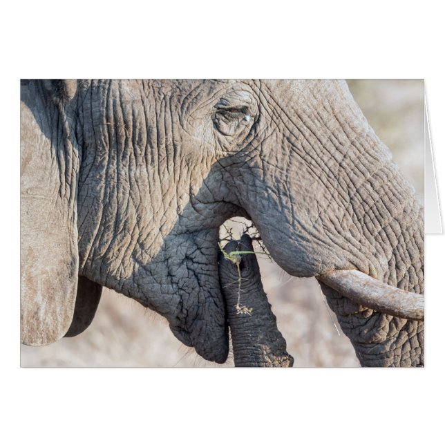 Cartão Alimentação elefante (Frente horizontal)