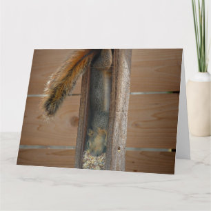 Cartão Alimentador de aves de elevação de esquilo