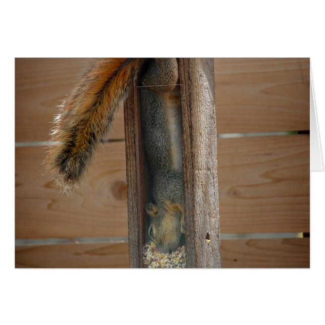 Cartão Alimentador de aves de elevação de esquilo (Frente Horizontal)