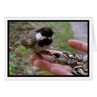 Cartão Alimentando As Aves