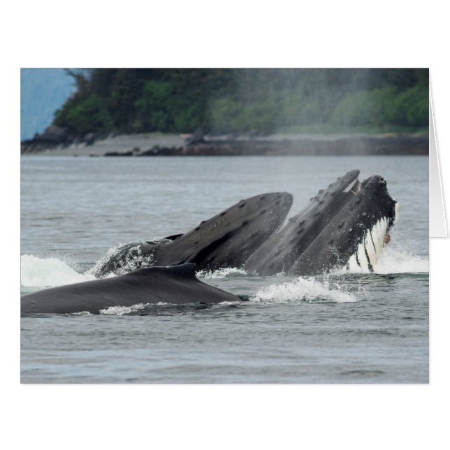 Cartão Alimentando baleias jubarte (Frente horizontal)