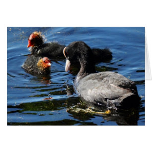 Cartão Alimentando bebês