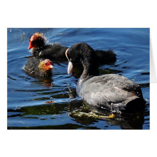 Cartão Alimentando bebês (Frente Horizontal)