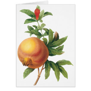 Cartão Alimento Antigo Fruta, Romã por Redoute