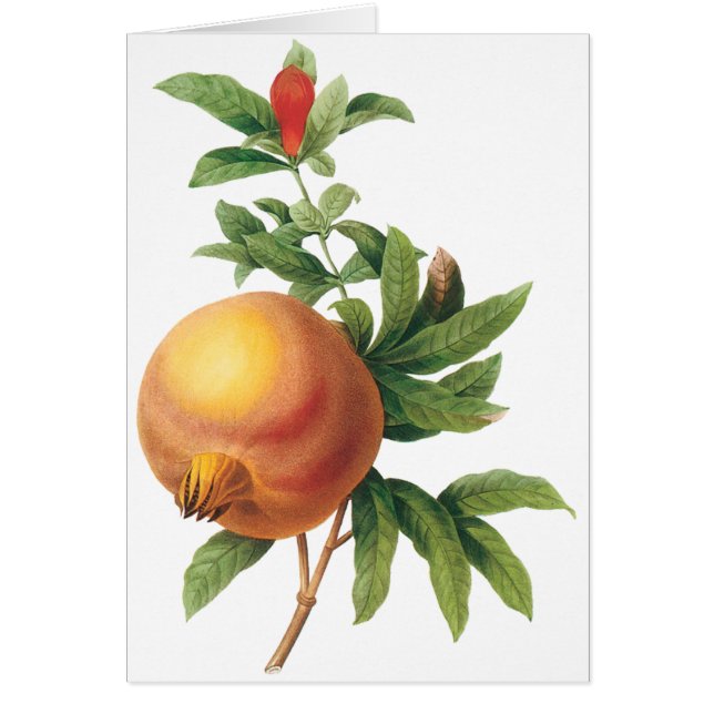 Cartão Alimentos Antigos Fruta, Romã por Redoute (Frente)