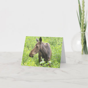 Cartão All occasion Moose Card