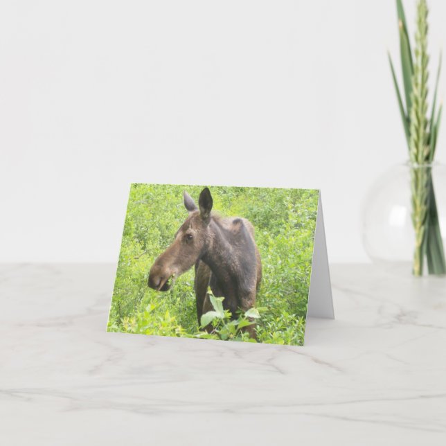 Cartão All occasion  Moose Card (Frente)