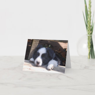Cartão All Tuckered Out Border Collie Puppy Note Card