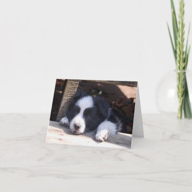 Cartão All Tuckered Out Border Collie Puppy Note Card (Frente)