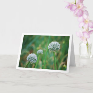 Cartão Allium, Blossom de Cebola Selvagem