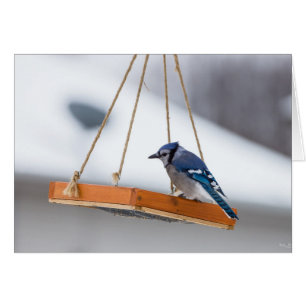 Cartão Almoço Blue Jay
