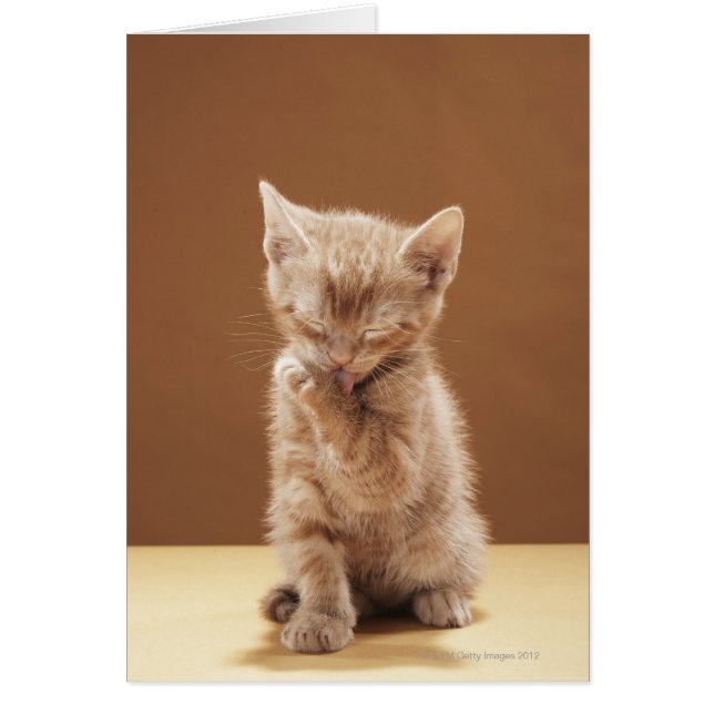 Cartão Almoço de Kitten (Frente)