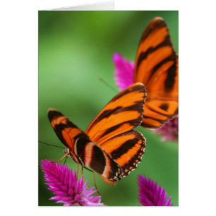 Cartão Almoço para dois