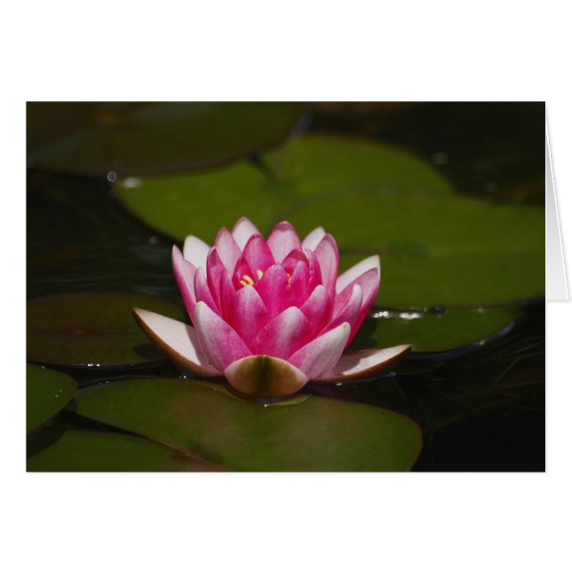 Cartão Almofada de água (Frente Horizontal)