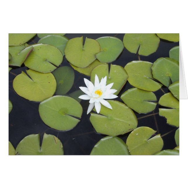 Cartão almofada de lírio (Frente horizontal)