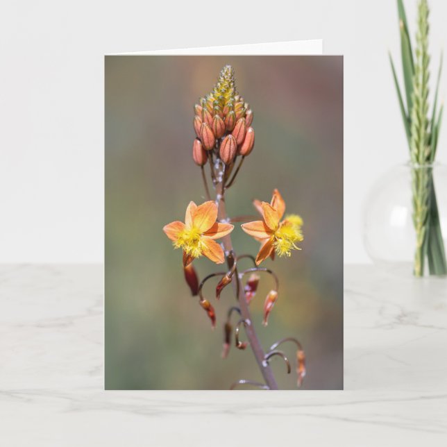 Cartão Aloe Flower (Frente)