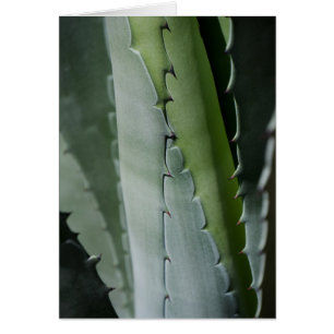Cartão Aloe - Foto Macro Fine Art