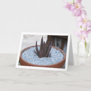 Cartão Aloe Twilight Zone Succulent Plant