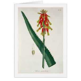 Cartão Aloés de "Phytographie Medicale" por Joseph Roques