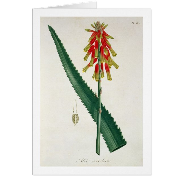 Cartão Aloés de "Phytographie Medicale" por Joseph Roques (Frente)