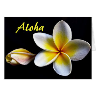 Cartão Aloha Frangipani Havaiano Flores de Plumeria