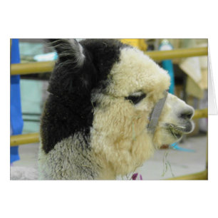 Cartão Alpaca