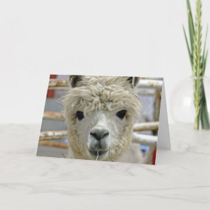 Cartão Alpaca Birthday