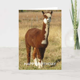 Cartão Alpaca Birthday