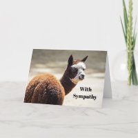 Alpaca Brown and White Animal Photo Sympathy