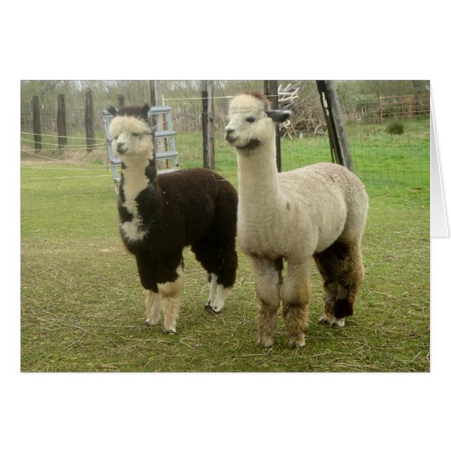 Cartão Alpaca Duo (Frente Horizontal)
