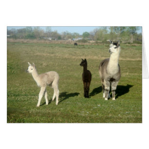 Cartão Alpaca e Duas Cria