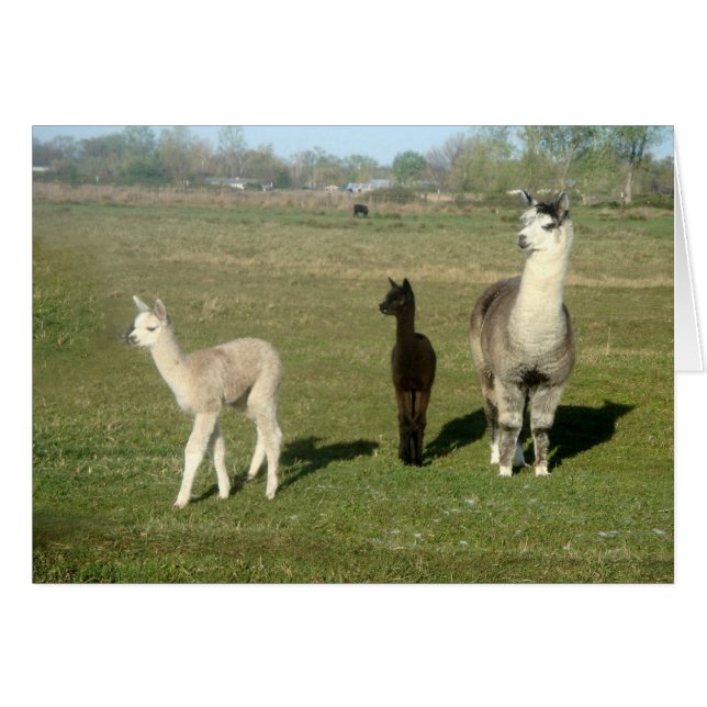 Cartão Alpaca e Duas Cria (Frente Horizontal)