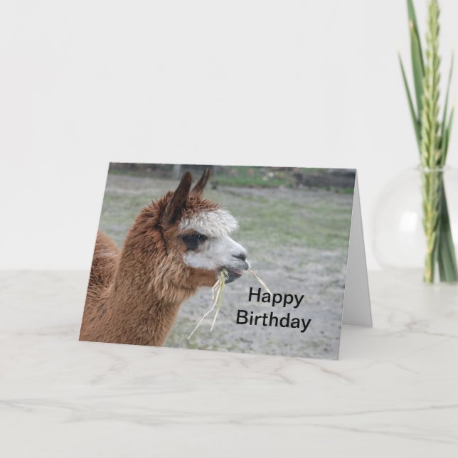 Cartão Alpaca Eating Hay Animal Photo Birthday (Frente)