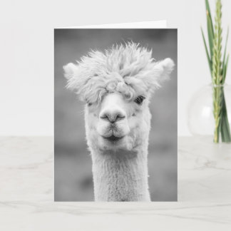 Cartão Alpaca em preto e branco, Aniversário
