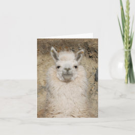 Cartão Alpaca Llama Close up - Head Profile