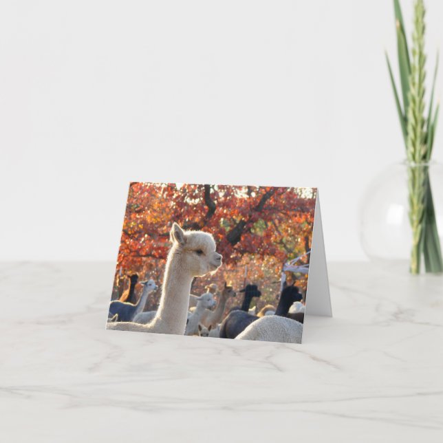 Cartão Alpaca Note Cards Elisabetta (Frente)