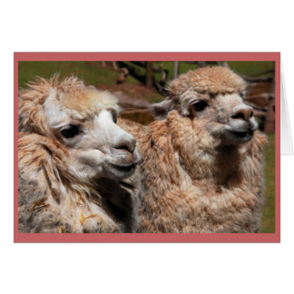 Cartão Alpacas