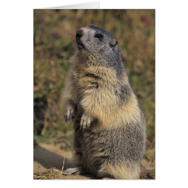 Cartão Alpino Marmot, Marmota marmota, pé adulto (Frente)