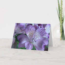 Cartão Alstroemeria Lily Blank