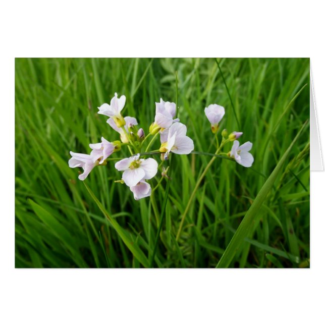 Cartão Aluguel de flor selvagem (Frente Horizontal)