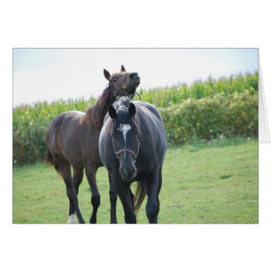 Cartão Amantes de Cavalo