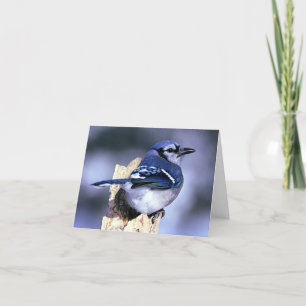 Cartão Amantes do pássaro de Jay azul