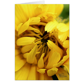 Cartão Amarelo Bloom (5.0)