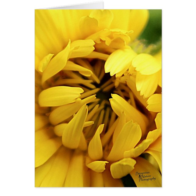 Cartão Amarelo Bloom (5.0) (Frente)